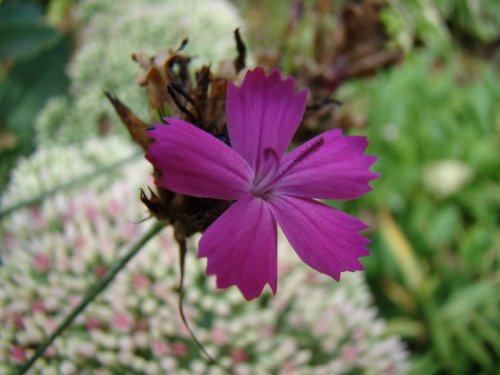 Dianthus carthusianorum