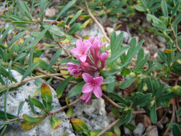 Daphne cneorum 'Velký Kosíř'