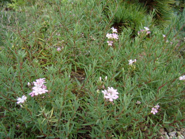 Gypsophila repens 'Rosea'