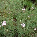 Gypsophila repens 'Rosea'