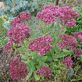 Sedum 'Mr. Goodbud'