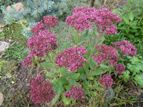 Sedum 'Mr. Goodbud'