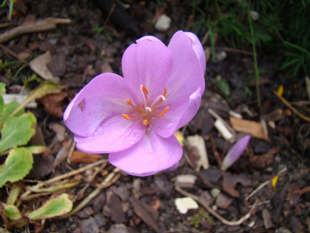 Colchicum autumnale 'Nancy Lindsay'