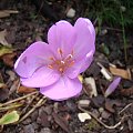 Colchicum autumnale 'Nancy Lindsay'