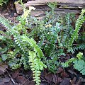 Blechnum penna-marina 'Cristata'