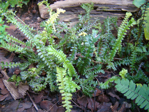 Blechnum penna-marina 'Cristata'