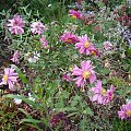 Anemone hupehensis var. japonica 'Pamina'