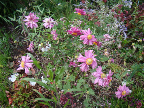 Anemone hupehensis var. japonica 'Pamina'