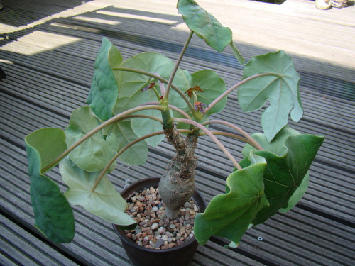 Jatropha podagrica