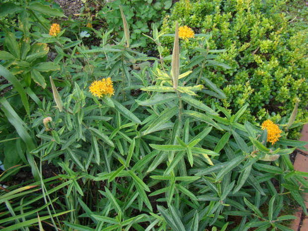 Asclepias tuberosa