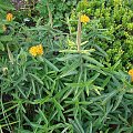 Asclepias tuberosa