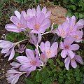 Colchicum byzantinum