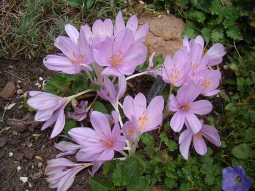 Colchicum byzantinum