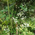 Thalictrum delavayi 'Album'