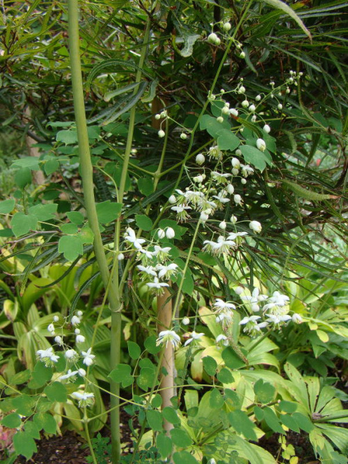 Thalictrum delavayi 'Album'