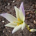 Colchicum 'Jarka'