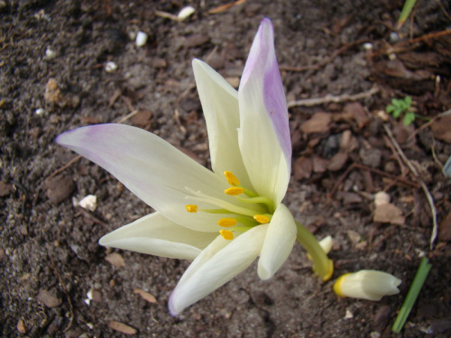 Colchicum 'Jarka'