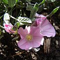 Convolvulus boissieri