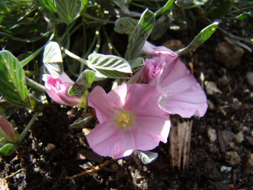 Convolvulus boissieri