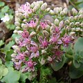 Sedum 'Lime Zinger'