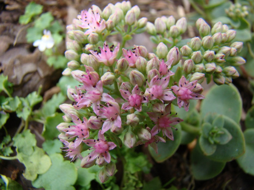 Sedum 'Lime Zinger'