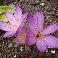 Colchicum cilicicum