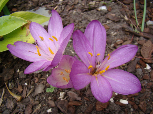 Colchicum cilicicum