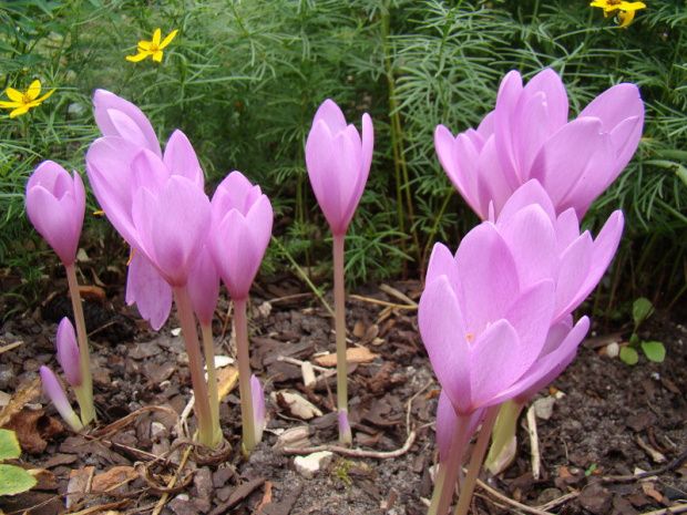 Colchicum autumnale 'Nancy Lindsay'