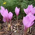 Colchicum autumnale 'Nancy Lindsay'