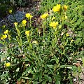 Oenothera perennis