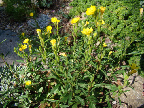 Oenothera perennis