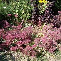 Sedum 'Red Cauli