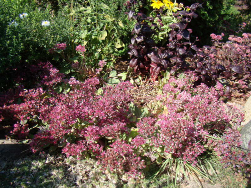 Sedum 'Red Cauli