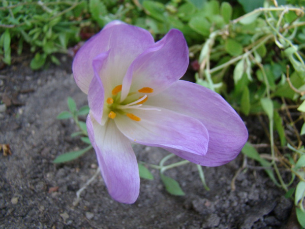 Colchicum 'The Giant'