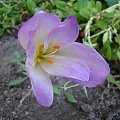 Colchicum 'The Giant'