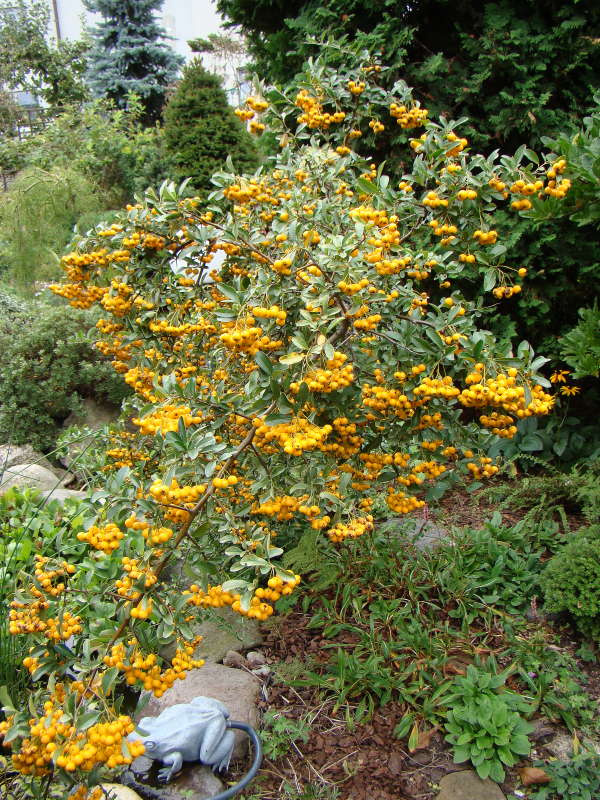 Pyracantha coccinea 'Soleil d'Or'