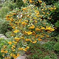 Pyracantha coccinea 'Soleil d'Or'