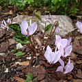 Cyclamen cilicium