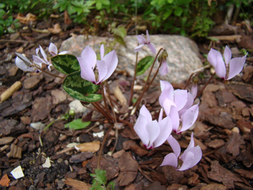 Cyclamen cilicium