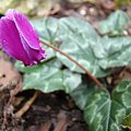 Cyclamen hederifolium 'Ivy Ice Purple'