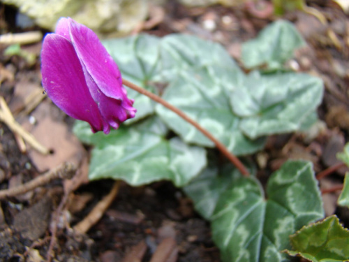 Cyclamen hederifolium 'Ivy Ice Purple'