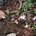 Cyclamen hederifolium 'Perlenteppich'