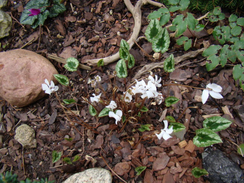 Cyclamen hederifolium 'Perlenteppich'