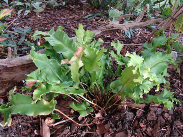 Phyllitis scolopendrium 'Rurcata'