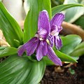 Roscoea tibetica