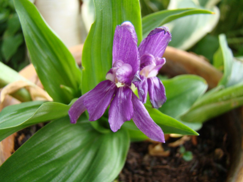 Roscoea tibetica