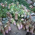 Origanum rotundifolium 'Kent Beauty'