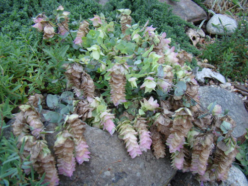 Origanum rotundifolium 'Kent Beauty'