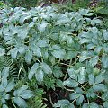 Helleborus 'Ice Dance'