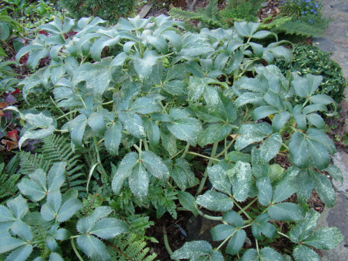 Helleborus 'Ice Dance'